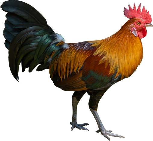 rooster isolated